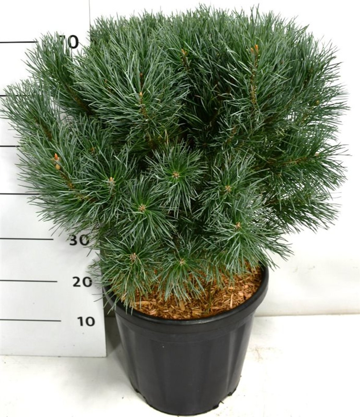Pinus sylv. 'Watereri' - C20 50-60 CM